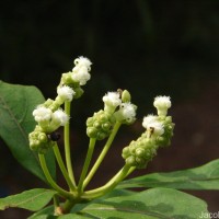 Gynochthodes umbellata (L.) Razafim. & B.Bremer